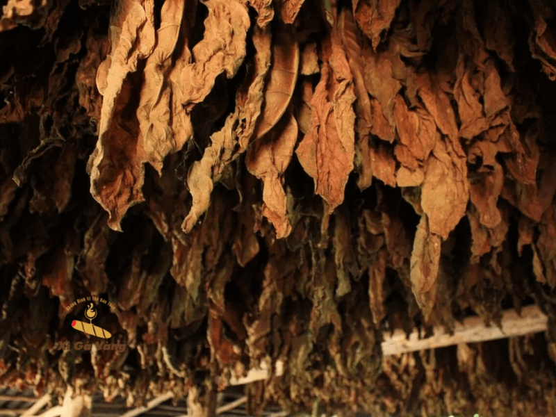 Điều kì diệu ẩn sau lá Maduro